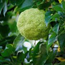 OSAGE ORANGE Maclura Pomifera - 10 SEEDS FJ