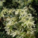 CHINESE FRINGEFLOWER Loropetalum Chinense - 5 SEEDS FJ