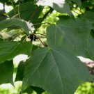 FORMOSAN GUM Liquidambar Formosana - 20 SEEDS FJ