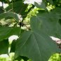 FORMOSAN GUM Liquidambar Formosana - 20 SEEDS FJ