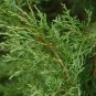 EASTERN RED CEDAR Juniperus Virginiana - 30 SEEDS FJ