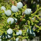 UTAH JUNIPER Juniperus Osteosperma - 5 SEEDS FJ