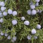 UTAH JUNIPER Juniperus Osteosperma - 5 SEEDS FJ