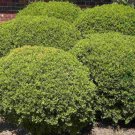 CHRISTMAS BERRY Ilex Vomitoria - 5 SEEDS FJ