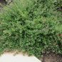 SHRUBY LESPEDEZA Lespedeza Bicolor - 50 SEEDS FJ