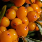 SEA BUCKTHORN Hippophae Rhamnoides - 30 SEEDS FJ