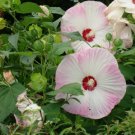 PINK MALLOW Hibiscus Moscheutos Palustris - 10 SEEDS. FJ