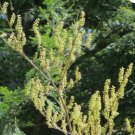 FORTUNEARIA Fortunearia Sinensis - 15 SEEDS FJ