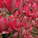 BURNING BUSH Euonymus Alatus - 20 SEEDS FJ