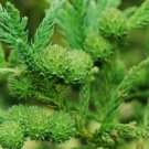 JAPANESE CEDAR Cryptomeria Japonica - 25 SEEDS FJ