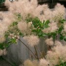 EUROPEAN SMOKEBUSH Cotinus Coggygria - 10 SEEDS FJ