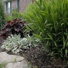 NORTHERN SEA OATS Chasmanthium Latifolium - 25 SEEDS FJ