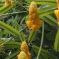 CANDLESTICK SHOWER TREE Cassia Alata - 10 SEEDS FJ