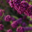 AMERICAN BEAUTYBERRY Callicarpa Americana - 15 SEEDS FJ