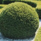 KOREAN BOXWOOD Buxus Microphylla Koreana - 10 SEEDS FJ