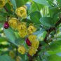 EUROPEAN BARBERRY Berberis Vulgaris - 10 SEEDS FJ