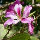 BUTTERFLY ORCHID TREE Bauhinia Purpurea - 10 SEEDS FJ BUTTERFLY ORCHID TREE Bauhinia Purpurea - 10 SEEDS FJ
