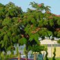 SILKY MIMOSA Albizia Julibrissin Rosea - 10 SEEDS FJ
