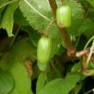 KIWI VINE Actinidia Kolomikta - 15 SEEDS FJ