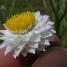 WINGED STEMMED DAISY Ammobium Alatum - 100+ SEEDS FJ