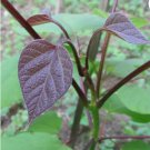 CHINESE BEAN TREE Catalpa Fargesii - 10+ SEEDS FJ