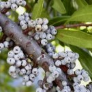 WAX MYRTLE SOUTHERN Myrica Cerifera - 50+ SEEDS FJ