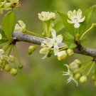 POSSUMHAW Ilex Decidua - 20+ SEEDS FJ