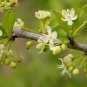 POSSUMHAW Ilex Decidua - 20+ SEEDS FJ