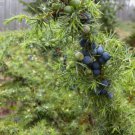 COMMON JUNIPER Juniperus Communis - 5+ SEEDS FJ