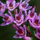 SCOT'S HEATHER Calluna Vulgaris - 200+ SEEDS FJ