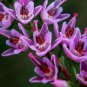 SCOT'S HEATHER Calluna Vulgaris - 200+ SEEDS FJ