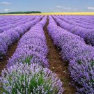 ENGLISH LAVENDER Lavandula Angustifolia - 100+ SEEDS FJ