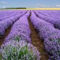 ENGLISH LAVENDER Lavandula Angustifolia - 100+ SEEDS FJ