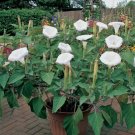 SACRED DATURA Datura Wrightii - 5 SEEDS FJ