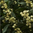 BLACKWOOD ACACIA Acacia Melanoxylon 10 SEEDS FJ