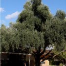 OLIVE TREE Olea Europaea 10 SEEDS FJ