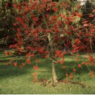 SHOWY MOUNTAIN ASH Sorbus Decora 10 SEEDS FJ