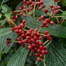 LEATHER LEAF VIBURNUM Viburnum Rhytidophyllum 15 SEEDS FJ