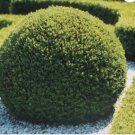KOREAN BOXWOOD Buxus Microphylla Koreana 10 SEEDS FJ