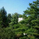 CHINESE WHITE PINE Pinus Armandii 5 SEEDS FJ