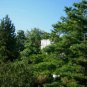 CHINESE WHITE PINE Pinus Armandii 5 SEEDS FJ