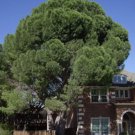AFGHAN PINE Pinus Eldarica 10 SEEDS FJ