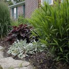 NORTHERN SEA OATS Chasmanthium Latifolium 25 SEEDS FJ