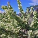 FOUR-WING SALTBUSH Atriplex Canescens 25 SEEDS FJ