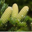 MANCHURIAN FIR Abies Holophylla 10 SEEDS FJ