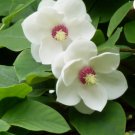 SMALL-FLOWERED MAGNOLIA Magnolia Sieboldii 5 SEEDS FJ