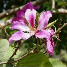 BUTTERFLY ORCHID TREE Bauhinia Purpurea 10 SEEDS FJ BUTTERFLY ORCHID TREE Bauhinia Purpurea 10 SEEDS FJ