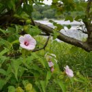 ROSE MALLOW Hibiscus Laevis 10 SEEDS FJ