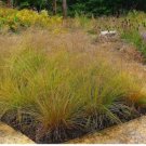 PRAIRIE DROPSEED Sporobolus Heterolepis 10 SEEDS FJ