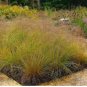PRAIRIE DROPSEED Sporobolus Heterolepis 10 SEEDS FJ